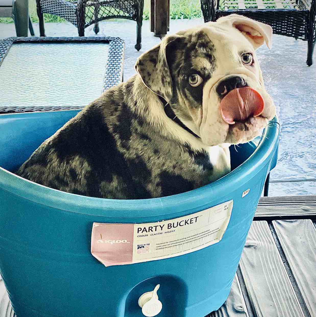 Barkley | Fi Smart Dog Collar