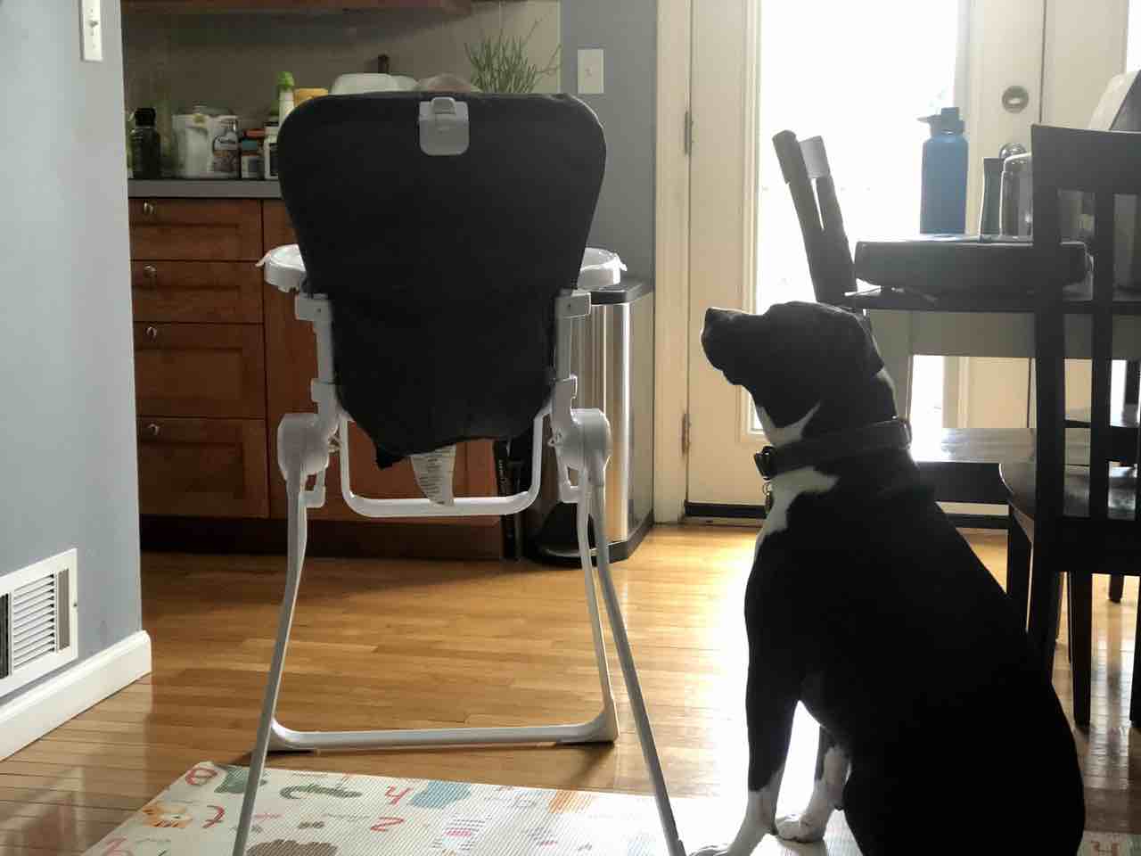 A picture of Dizzy, a 11 years 8 months old Other Mix dog.