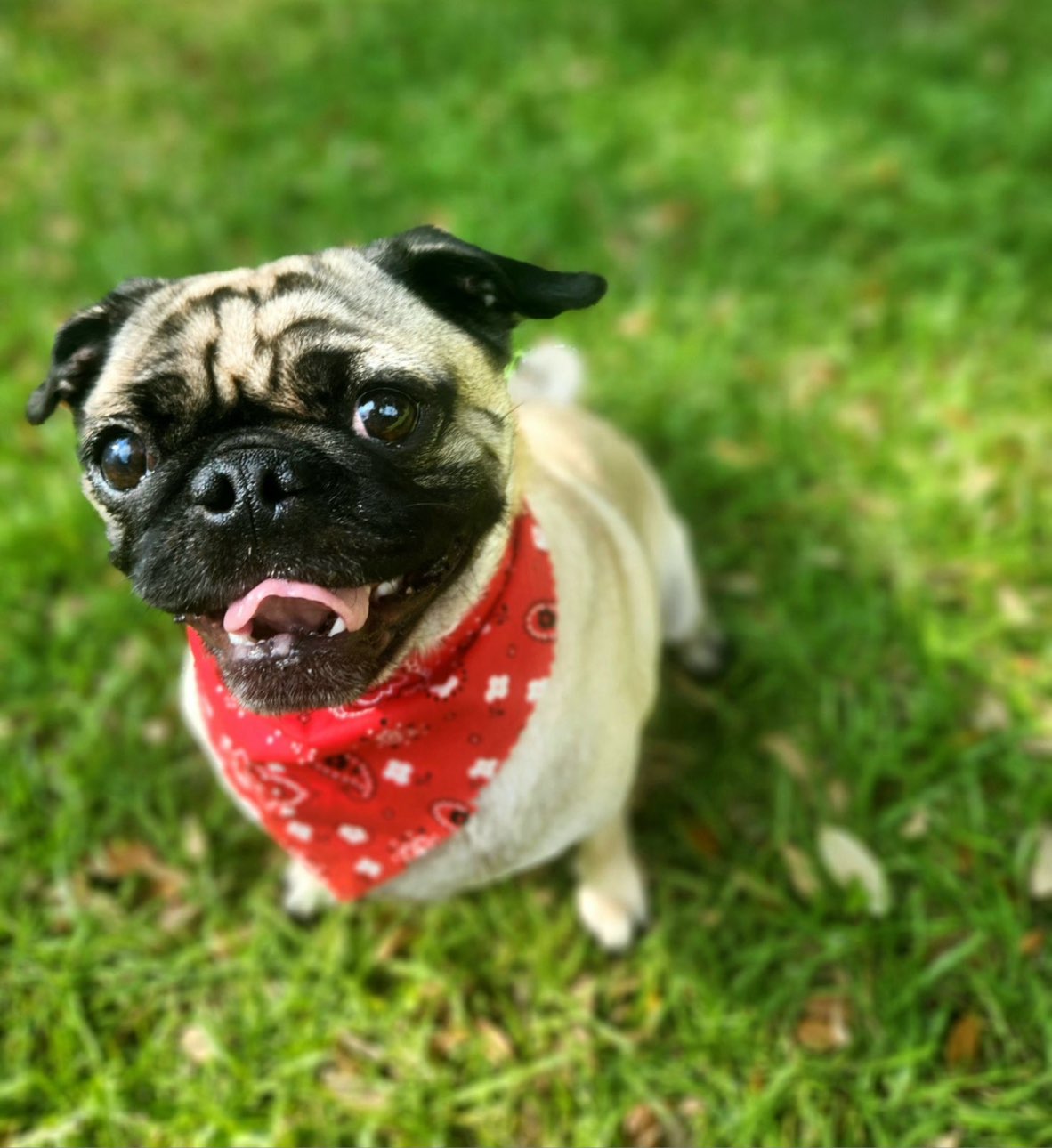 A picture of Pugsly, a 3 years 6 months old Other dog.