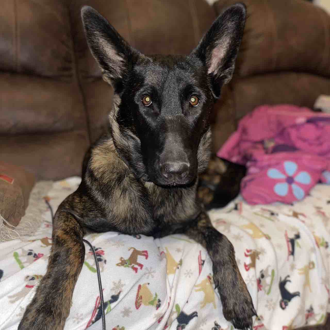 A picture of Mina, a 3 years 6 months old Other dog.