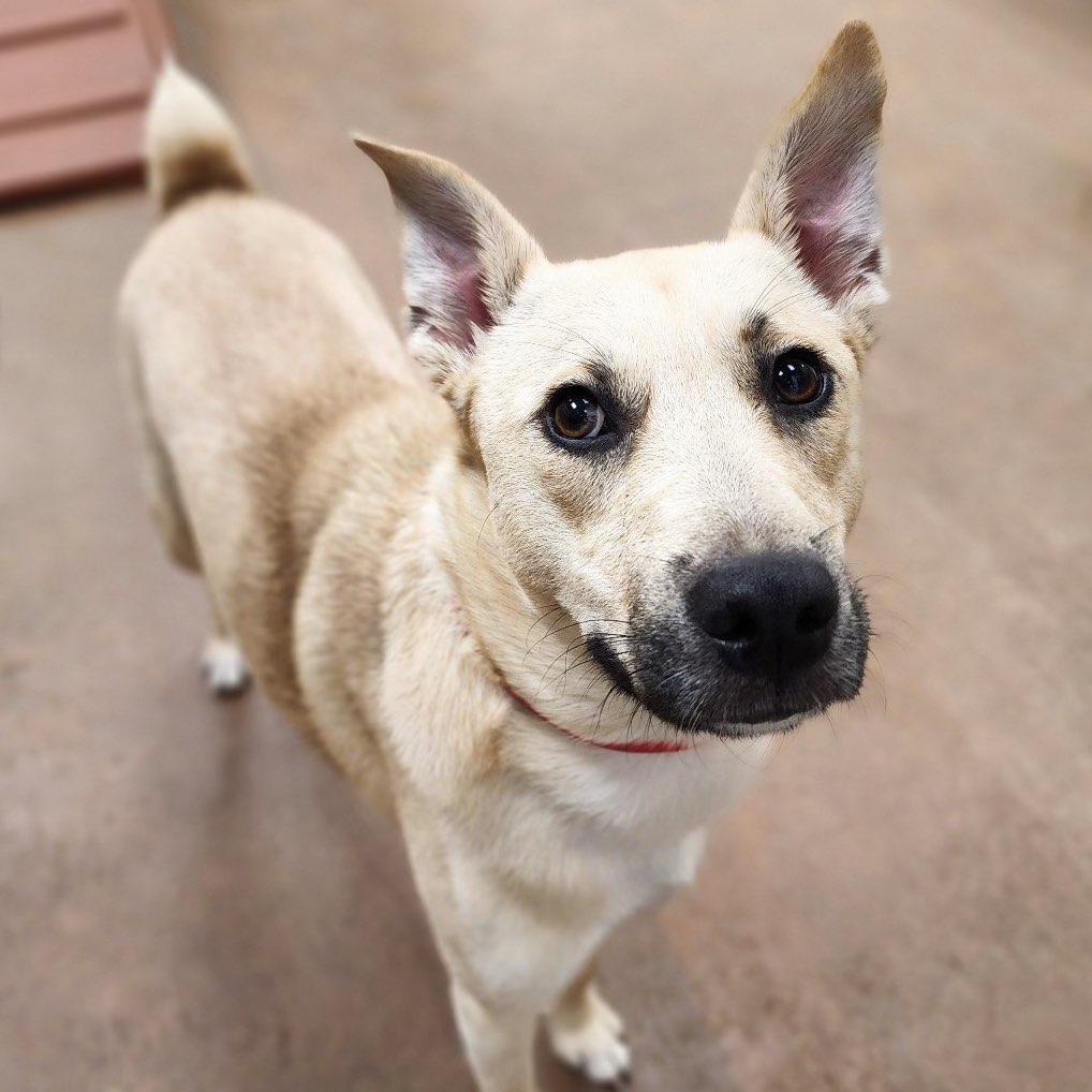 A picture of Chestnut, a 1 year 9 months old Other Mix dog.