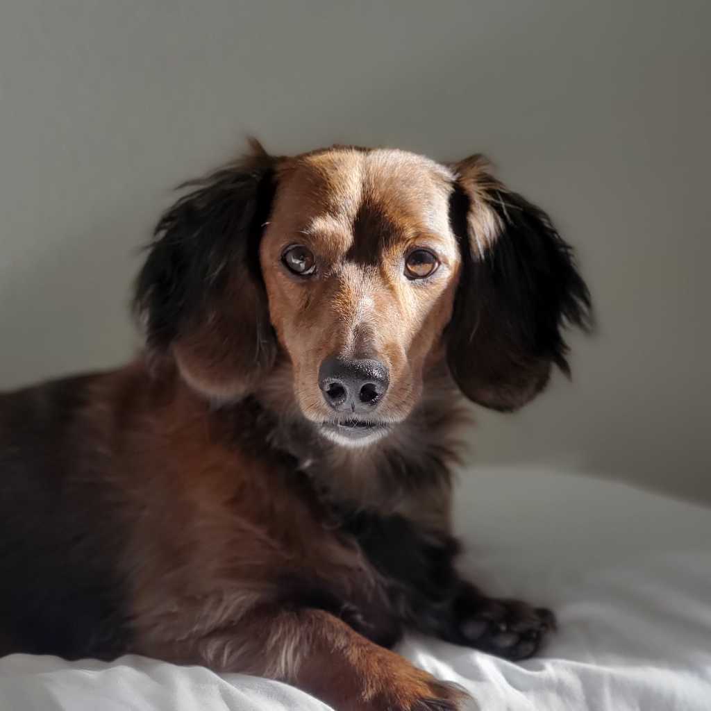 A picture of Bam Bam, a 13 years 4 months old Other dog.
