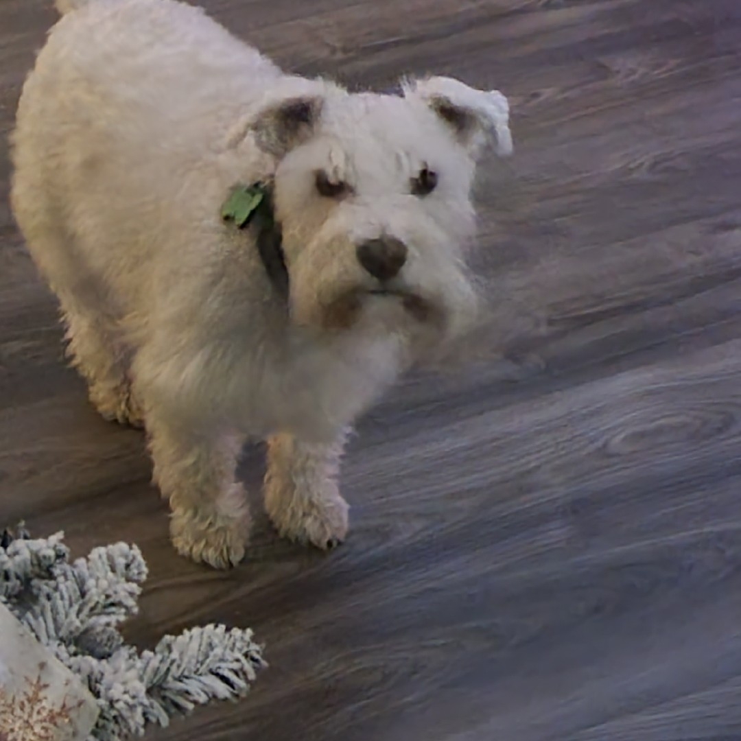 A picture of Sniper, a 5 years 3 months old Other dog.