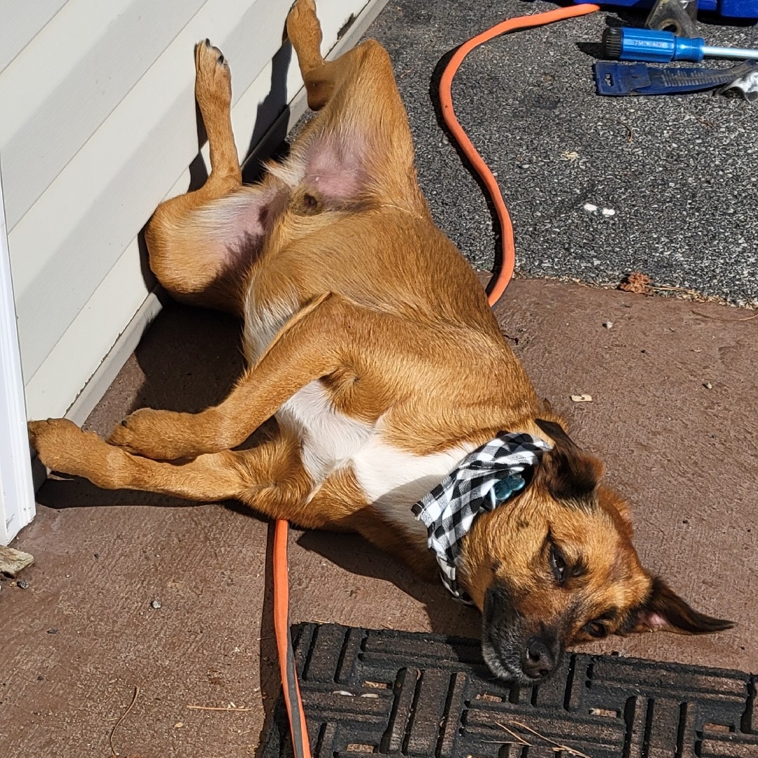 A picture of "Bro"cephus, a 5 years 10 months old Other Mix dog.