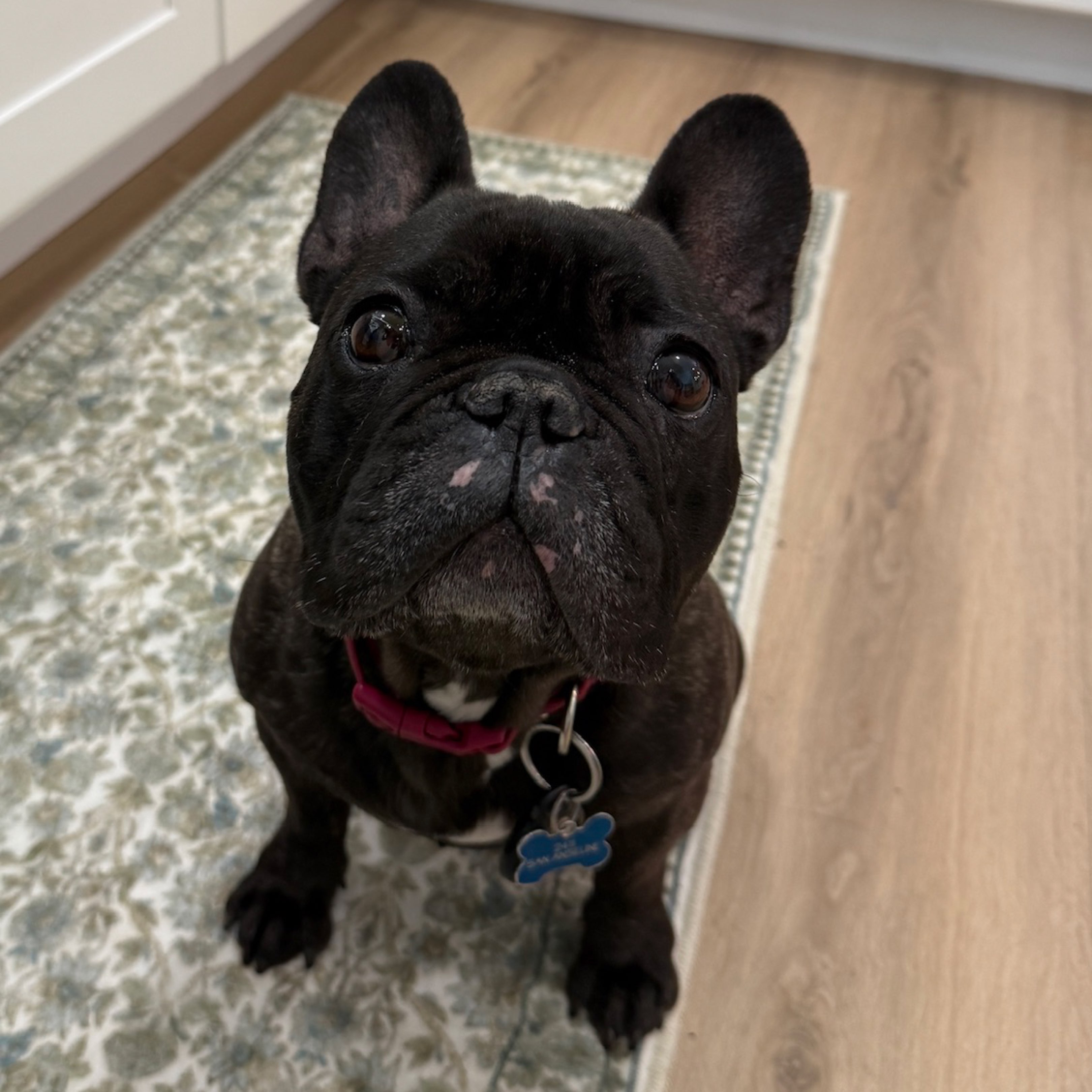 A picture of Hank, a 6 years 9 months old Other dog.
