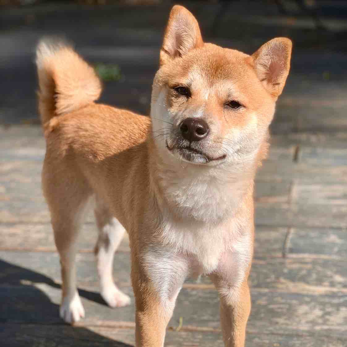 A picture of Hanzo, a 4 years 11 months old Shiba Inu dog.