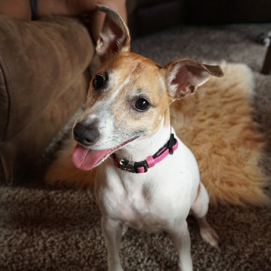 A picture of Elephant, a 9 years 2 months old Other dog.