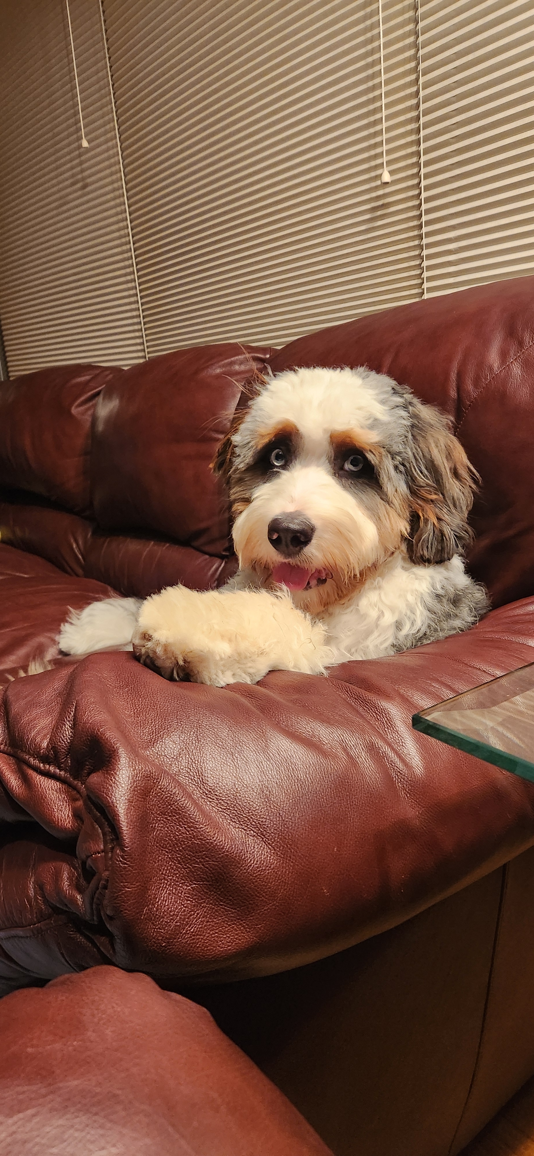 A picture of Louie, a 9 months old Other dog.