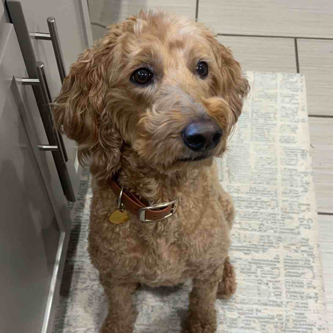 A picture of Tess, a 9 years 7 months old Goldendoodle dog.