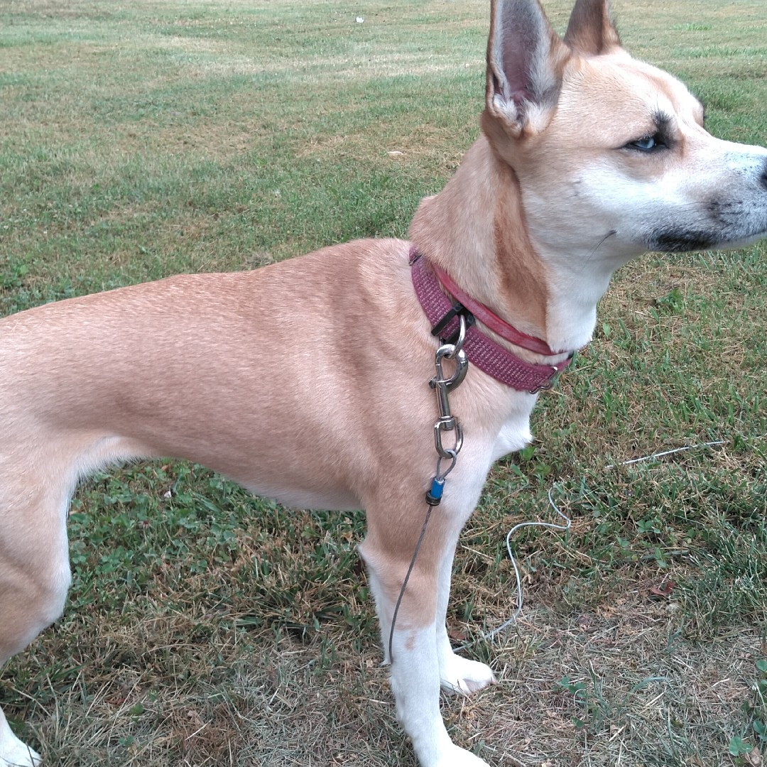 A picture of Shiva, a 7 years 1 month old Other Mix dog.