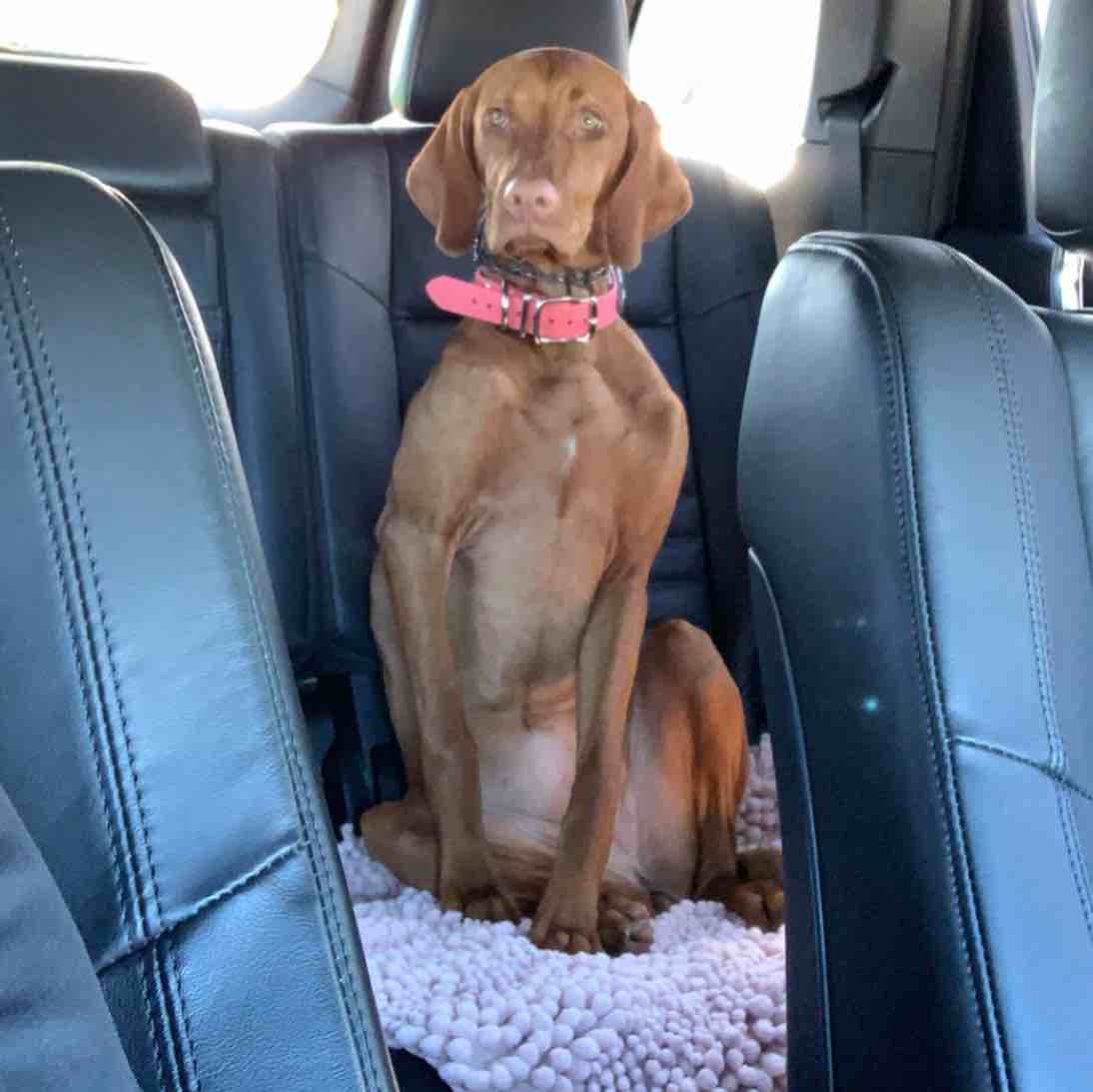 A picture of Layla Rae, a 5 years old Other dog.
