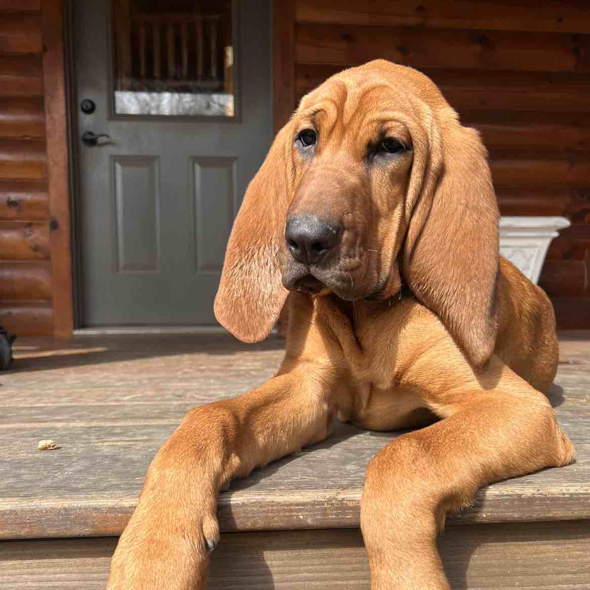 Memphis Fi Smart Dog Collar