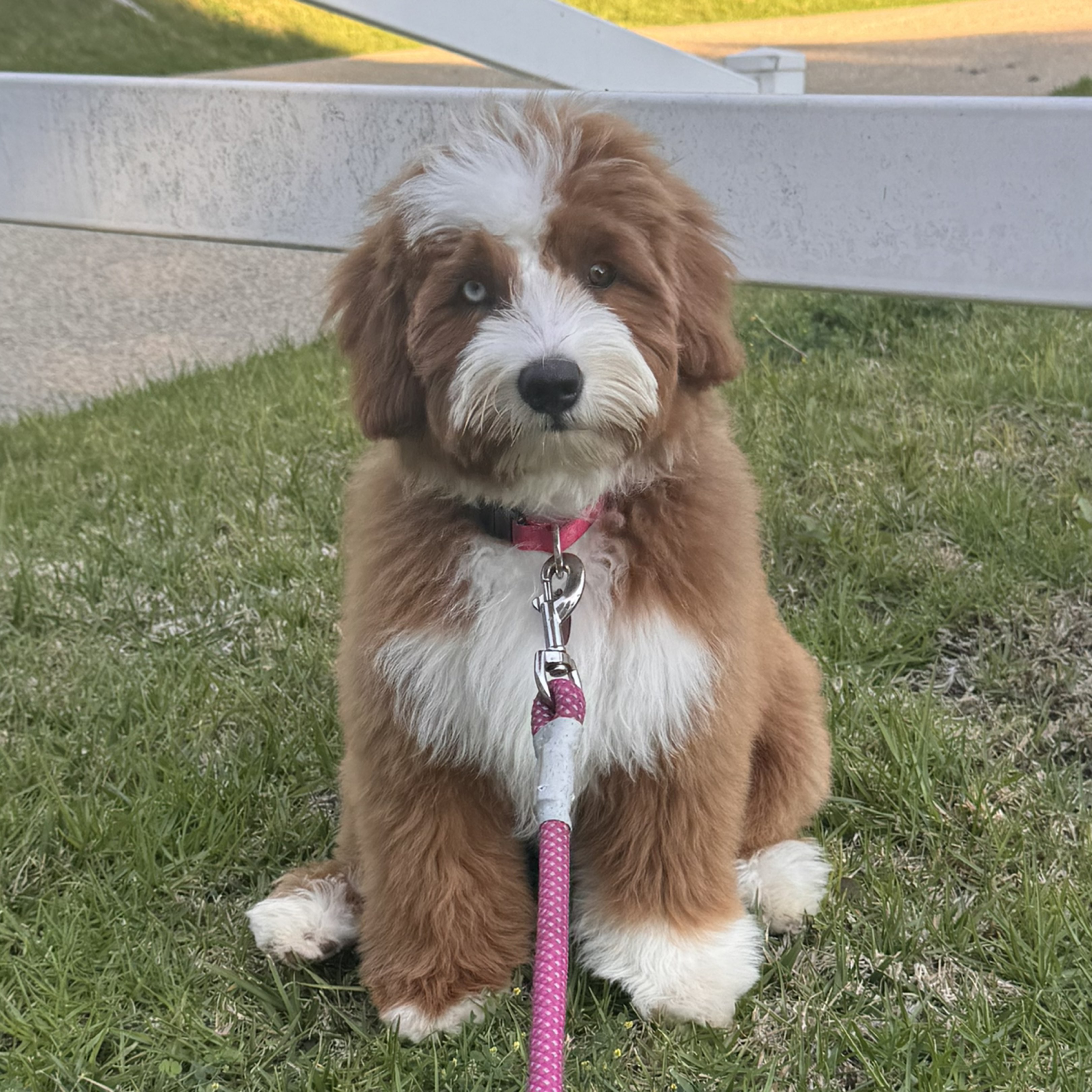 A picture of Mookie, a 4 months old Other Mix dog.
