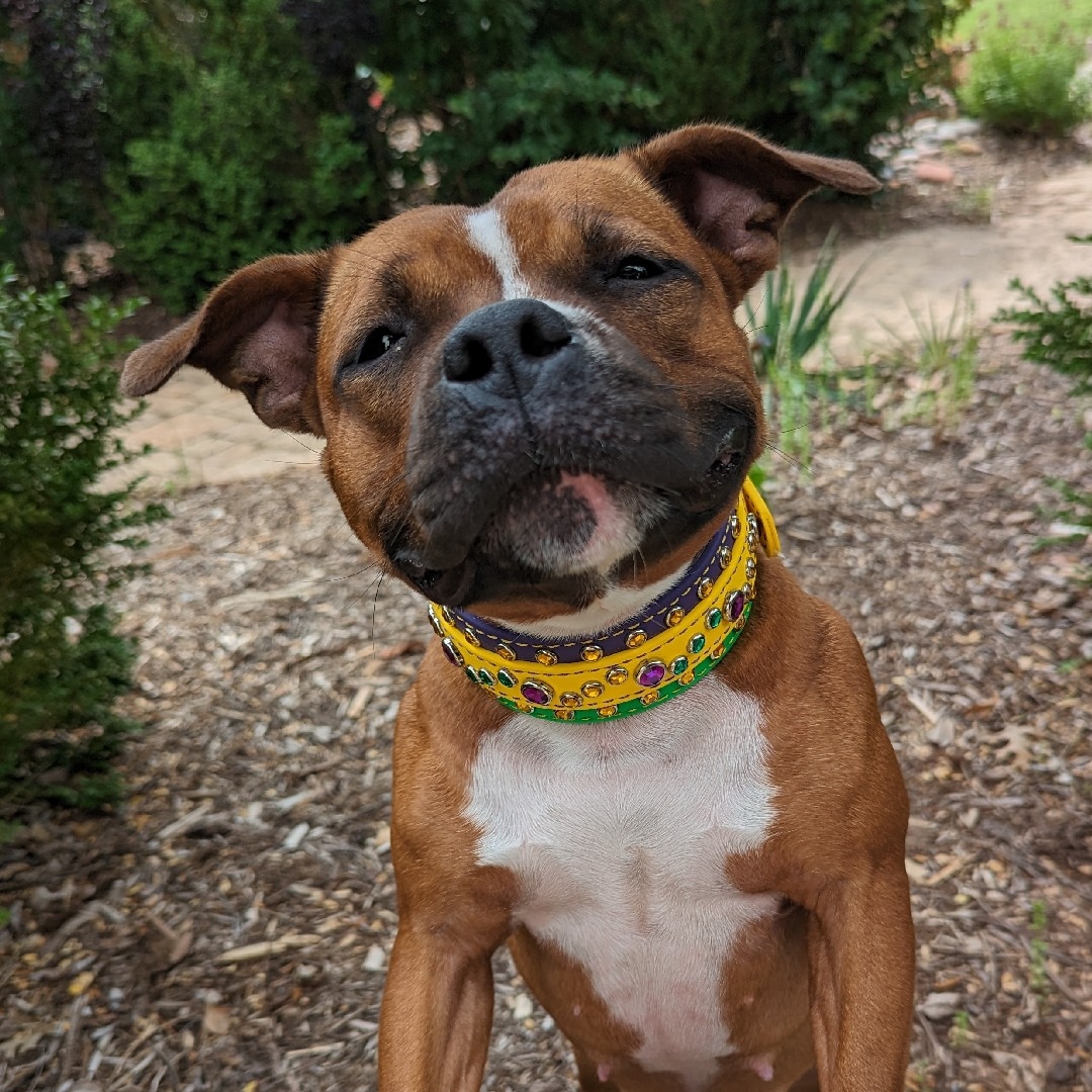A picture of Voodoo, a 3 years 7 months old Other dog.