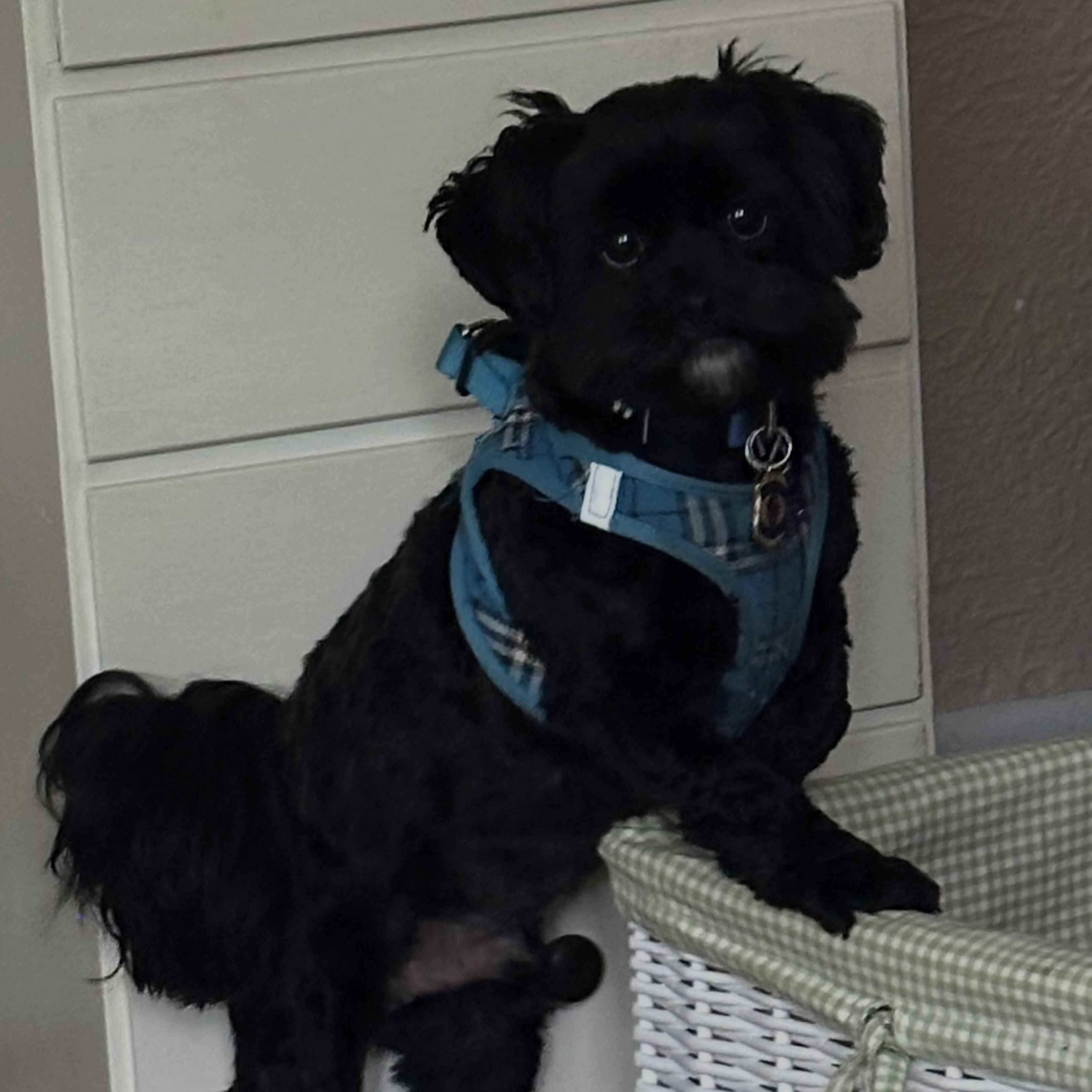 A picture of Sly Brown, a 1 year 8 months old Other Mix dog.