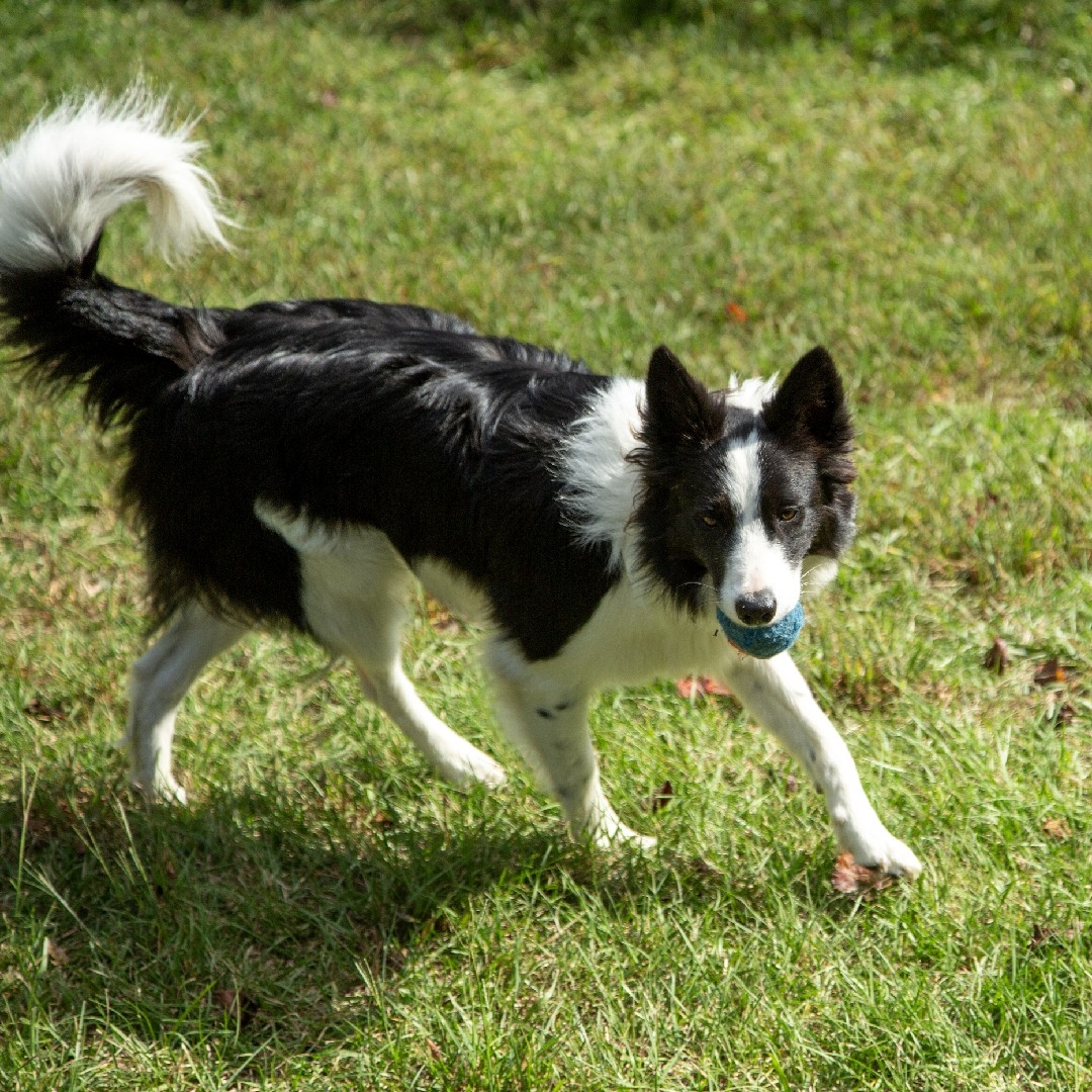 A picture of Bella Rose, a 3 years 7 months old Other dog.