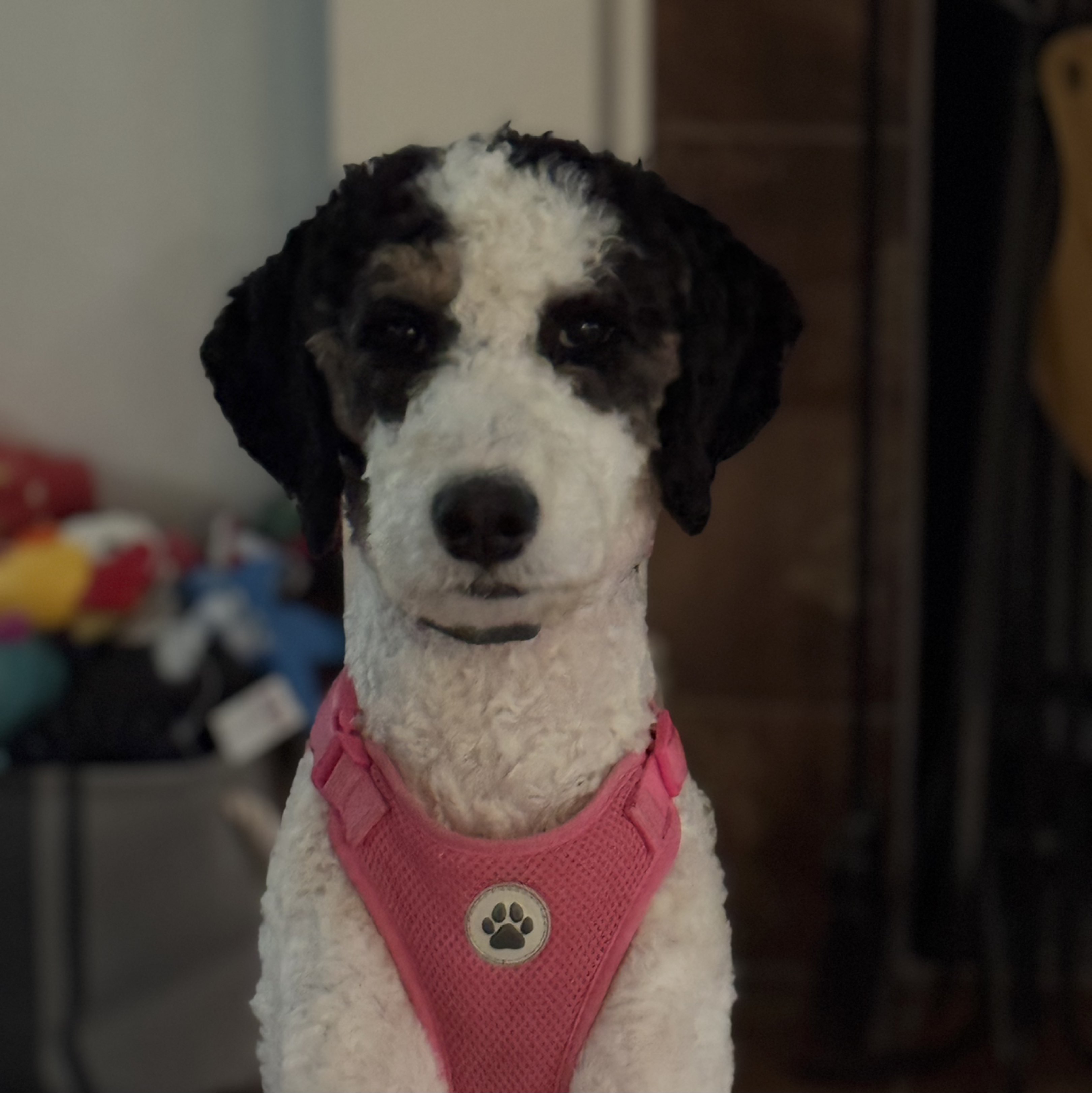 A picture of Loki, a 9 months old Other dog.