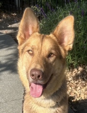 A picture of Oakley, a 2 years 8 months old Other Mix dog.