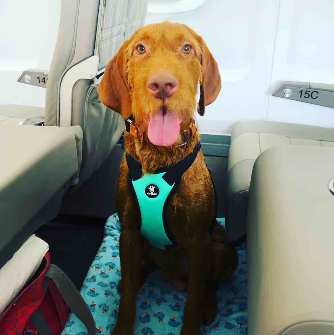A picture of Barni, a 4 years 7 months old Other dog.