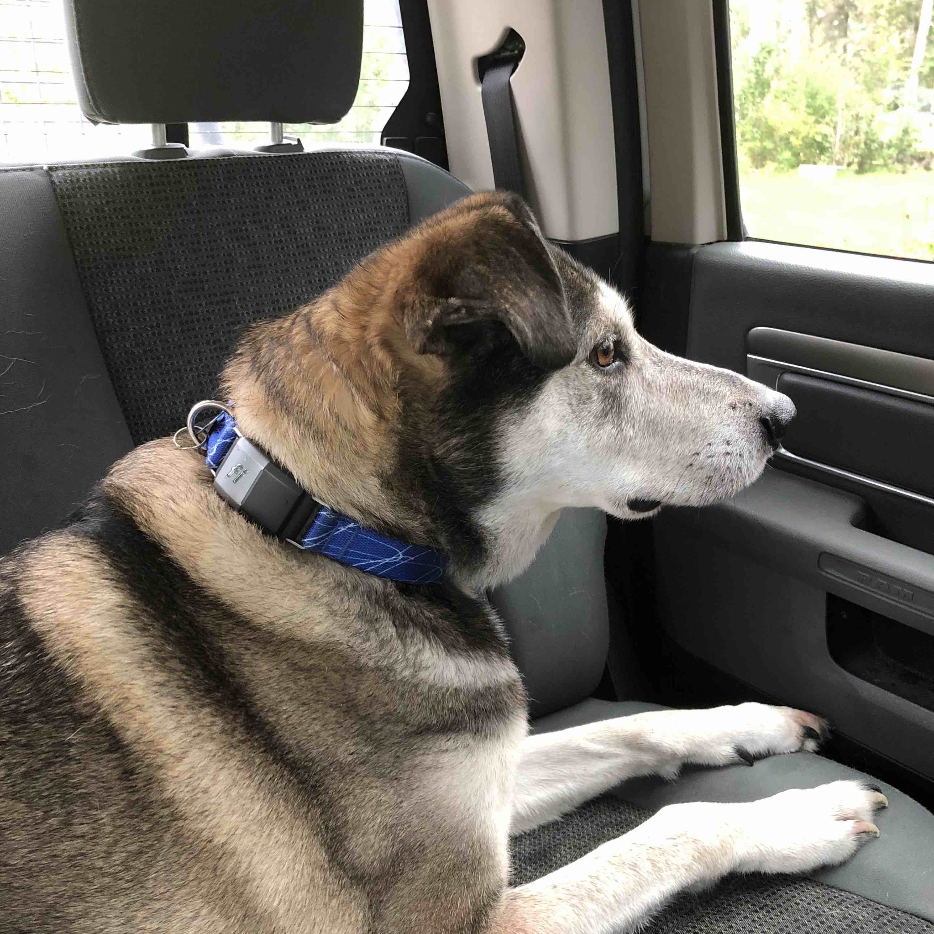 A picture of Hatcher, a 16 years 1 month old Other Mix dog.