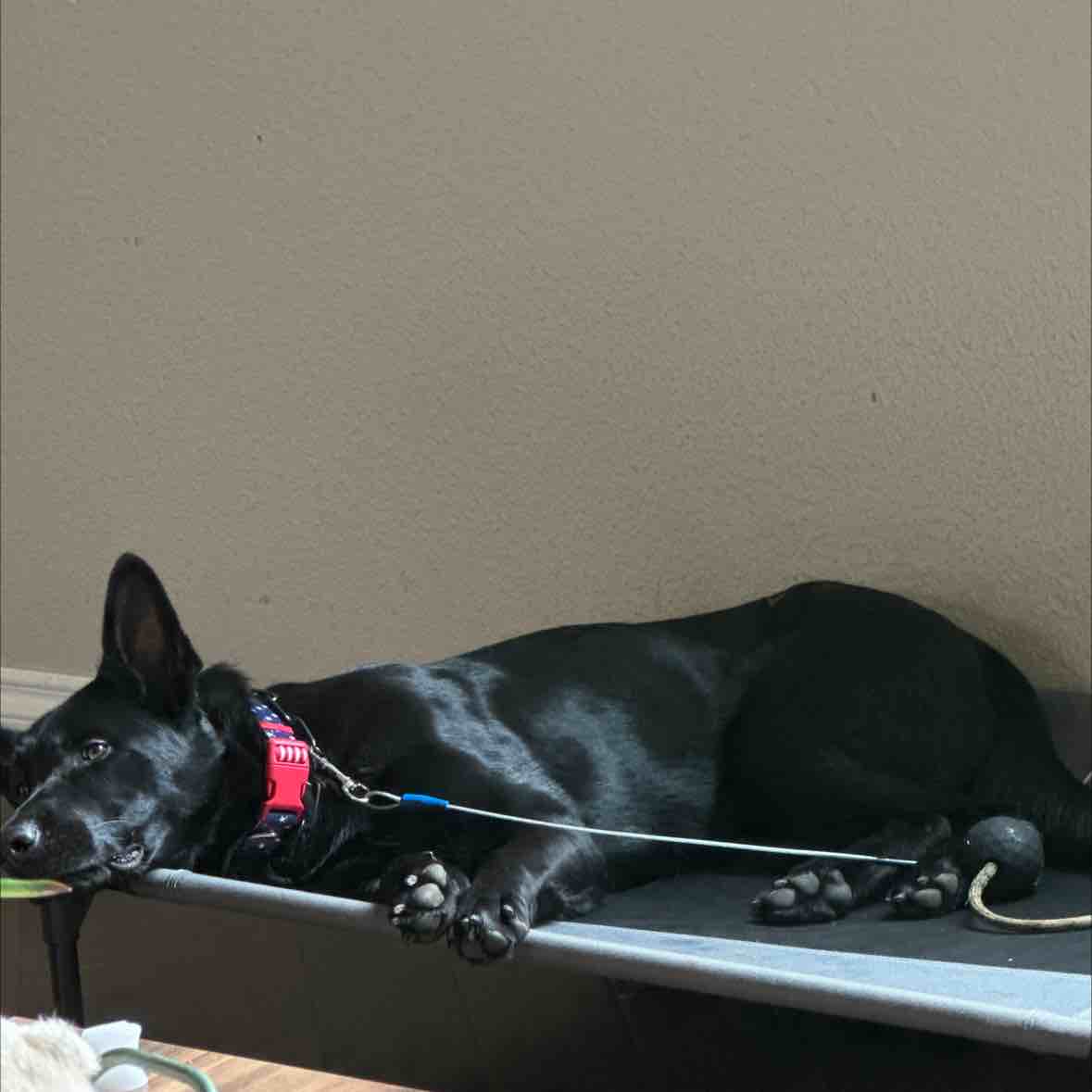 A picture of Pirra, a 3 years 9 months old Other dog.