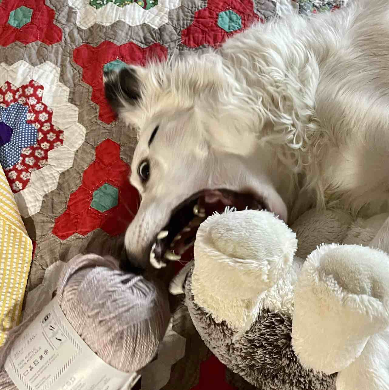 A picture of Cora, a 7 years 9 months old Other dog.