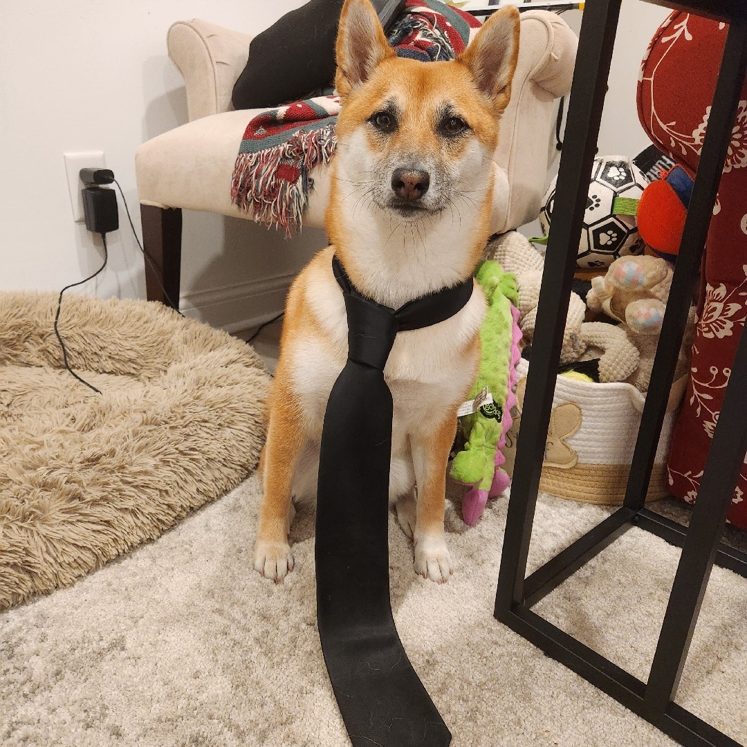 A picture of Layla, a 4 years 10 months old Other dog.
