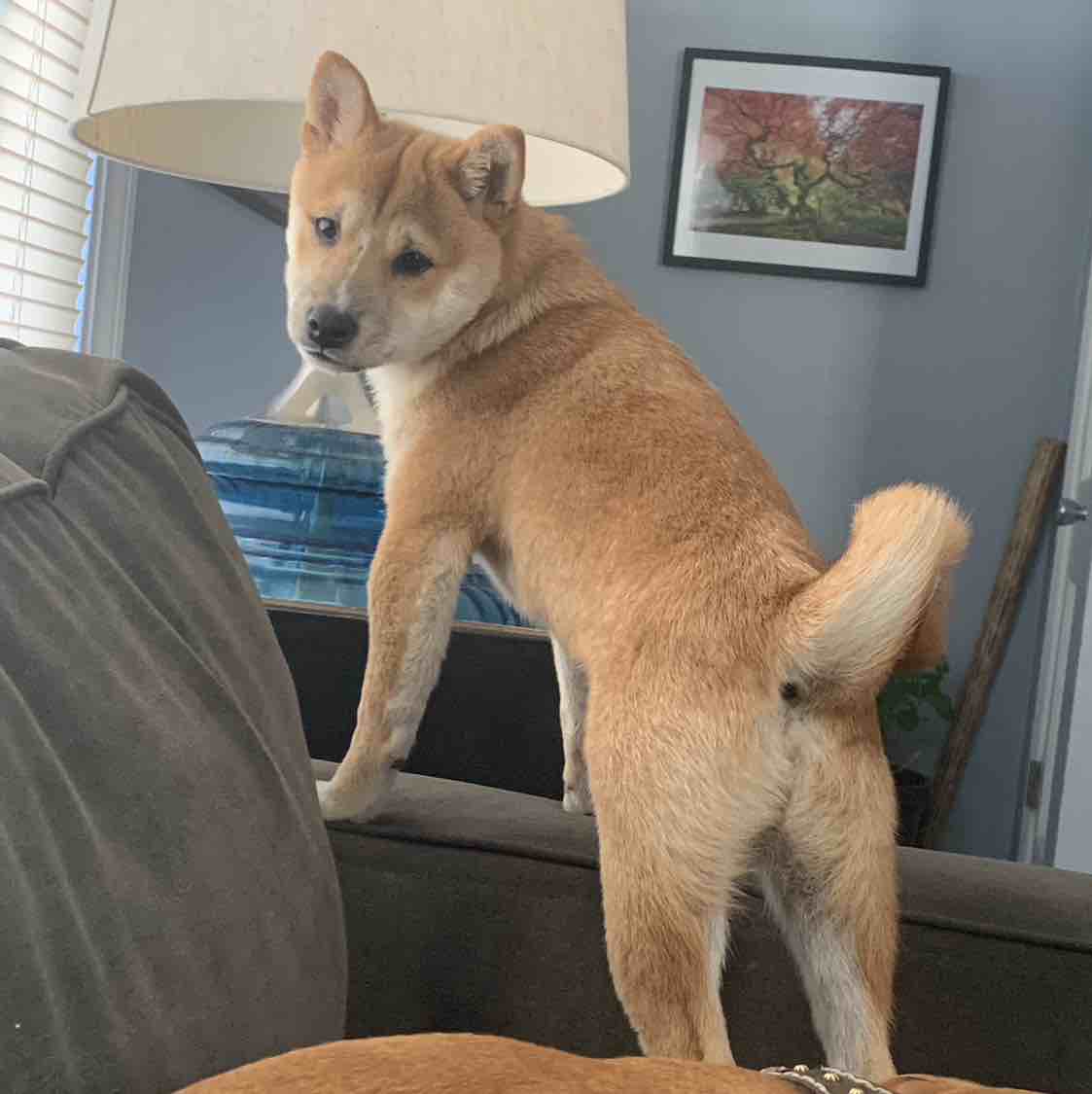 A picture of Hanzo, a 4 years 11 months old Shiba Inu dog.