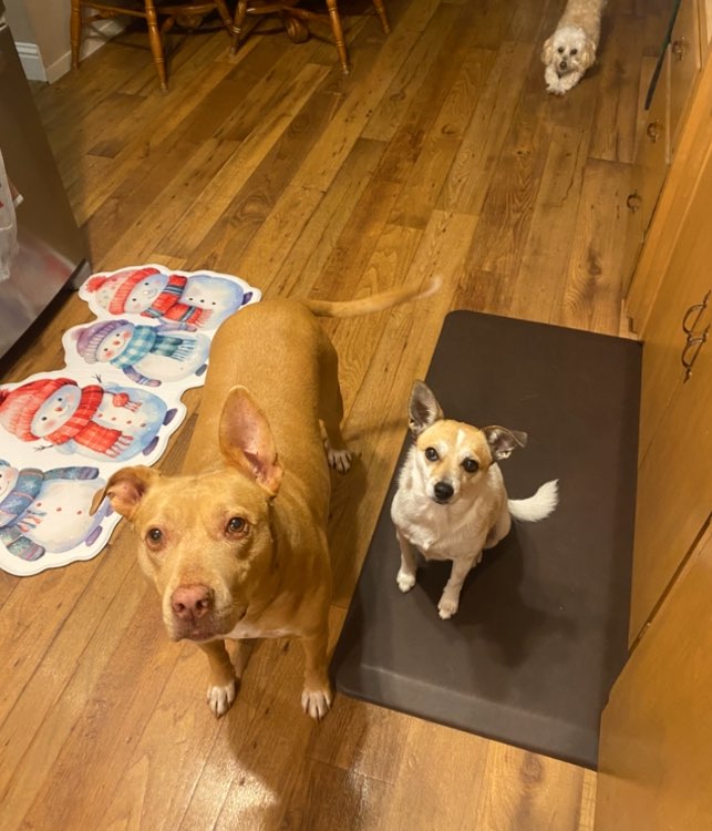 A picture of Missy Mae🐶 & Sophie Rose🐕, a 5 years 8 months old Other Mix dog.