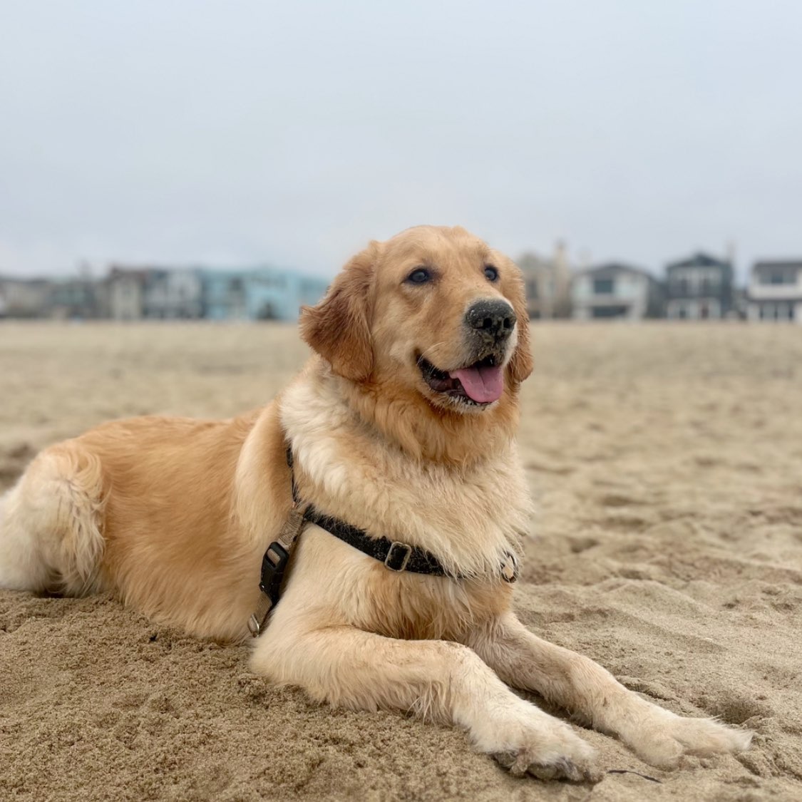 A picture of Max, a 4 years 4 months old Other dog.