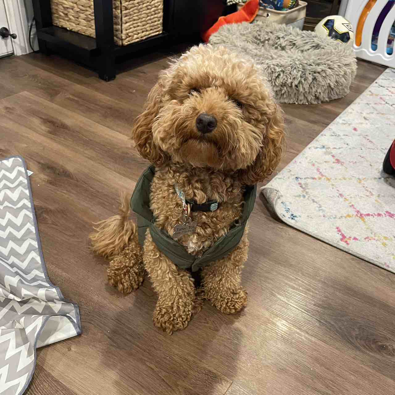 A picture of Tater Tot, a 4 years 9 months old Other dog.