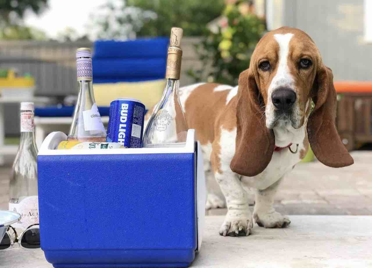 A picture of Fred, a 7 years 8 months old Basset Hound dog.