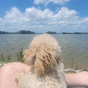 A picture of Lincoln Bartholomew Robbins, a 4 years 10 months old Other dog.