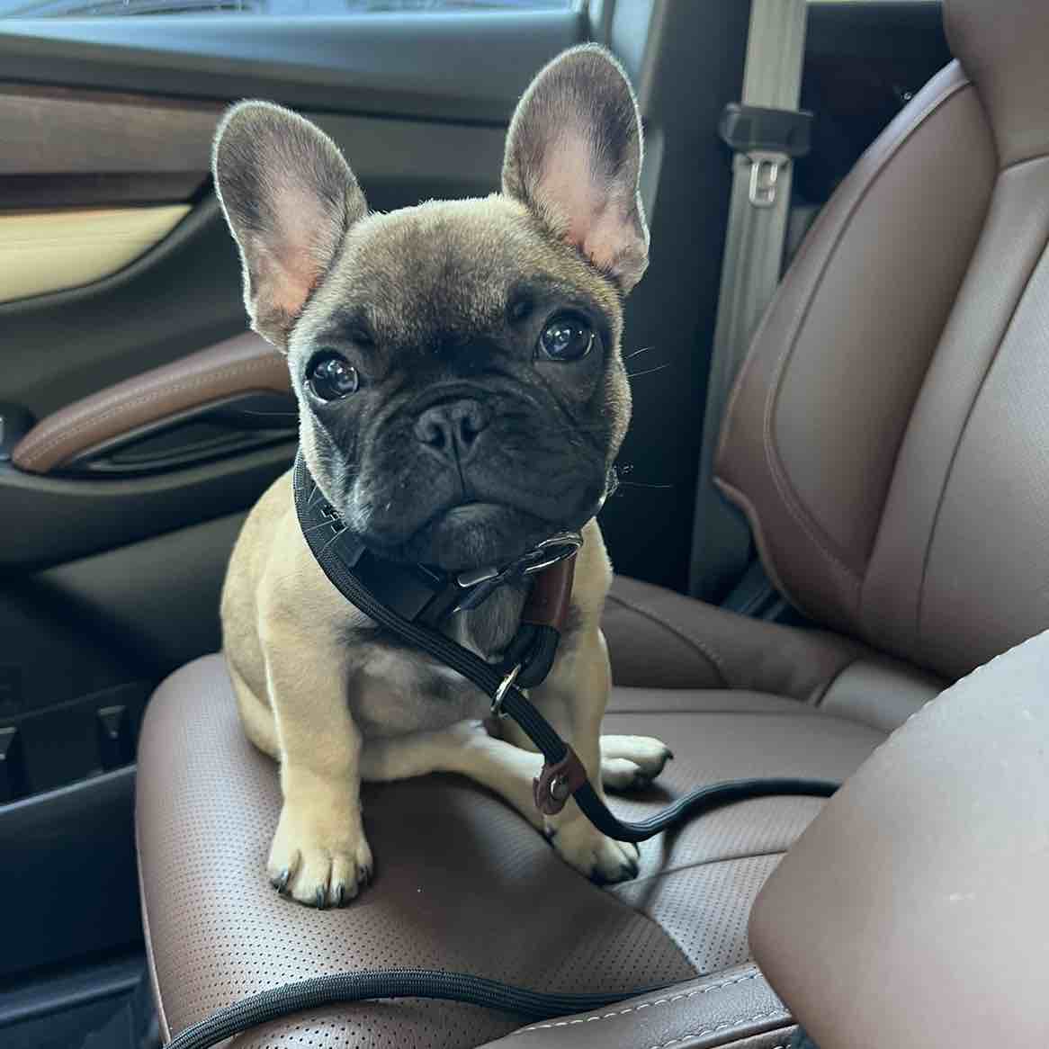A picture of Reggie, a 3 years 2 months old Other dog.