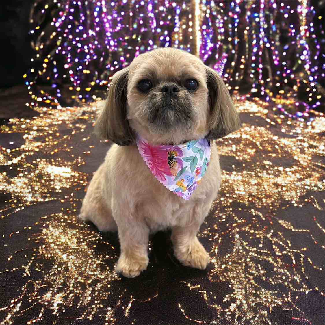 A picture of Gigi🦄, a 10 years 3 months old Other Mix dog.
