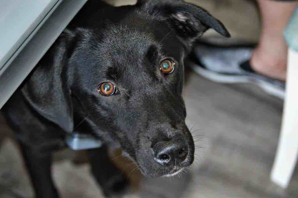 Ash | Fi Smart Dog Collar