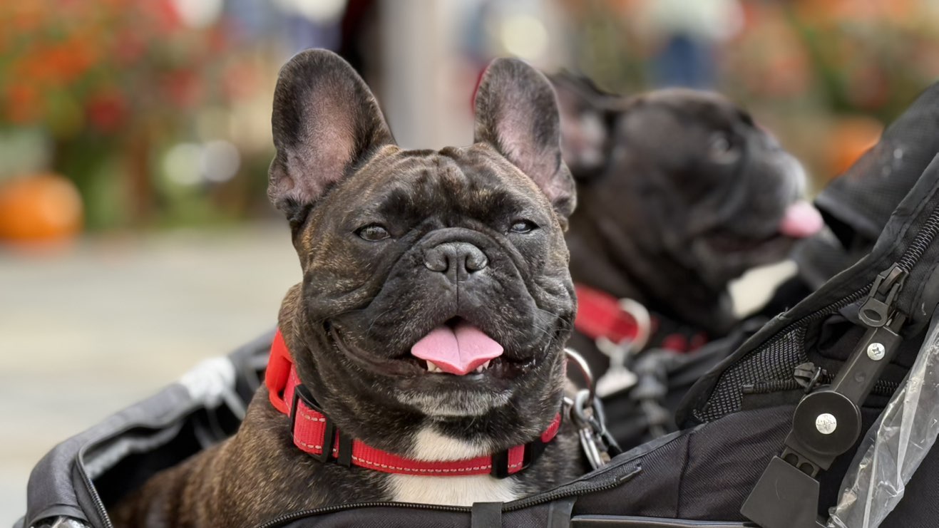 A picture of Bibo, a 2 years 11 months old Other dog.