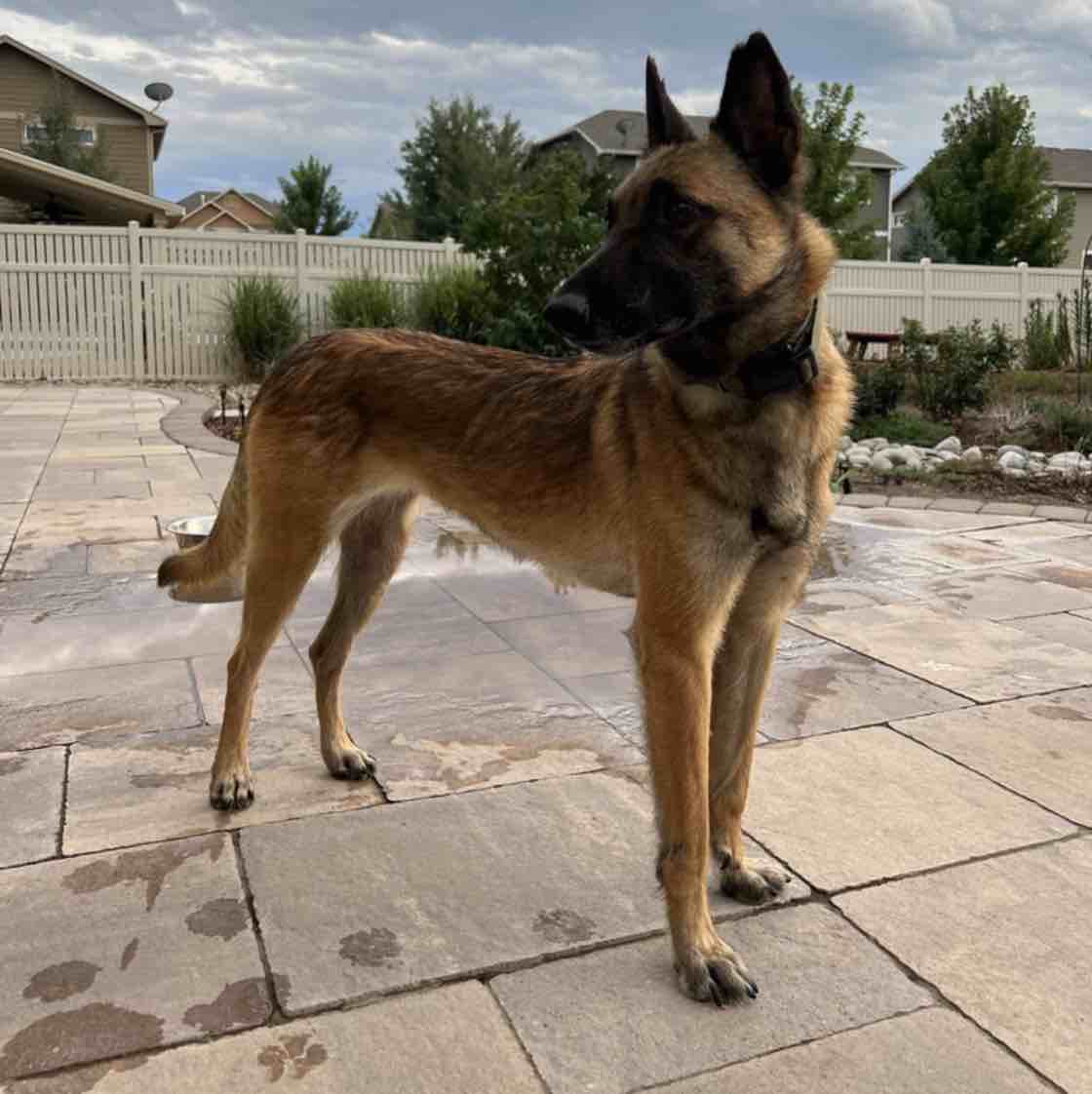 A picture of Echo In CO, a 4 years 11 months old Other dog.