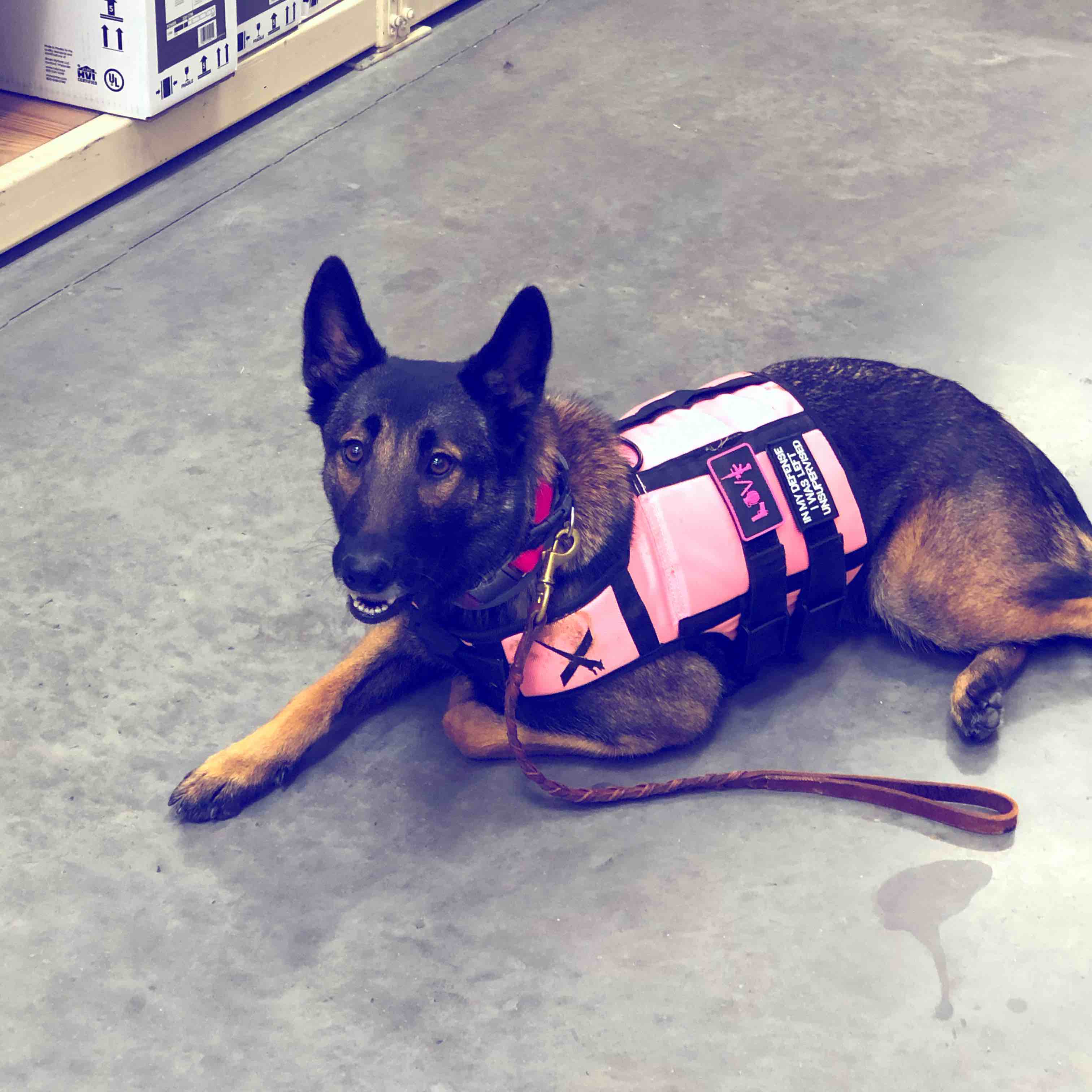 A picture of Athena Marie, a 6 years 4 months old Other dog.