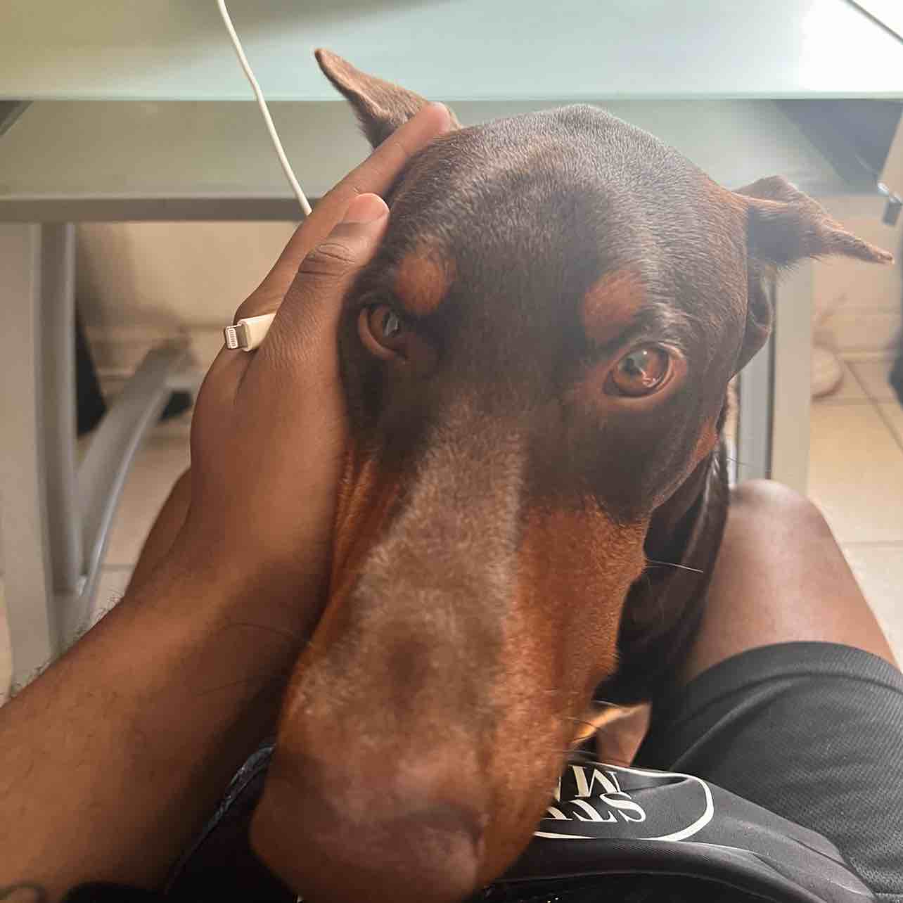 A picture of Prince Girod Morris, a 3 years 9 months old Other dog.