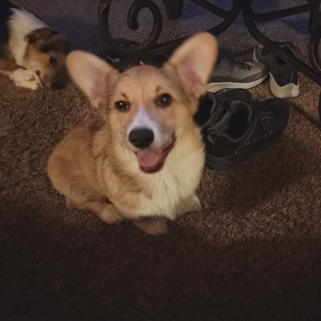 A picture of Melvin, a 2 years 9 months old Other dog.