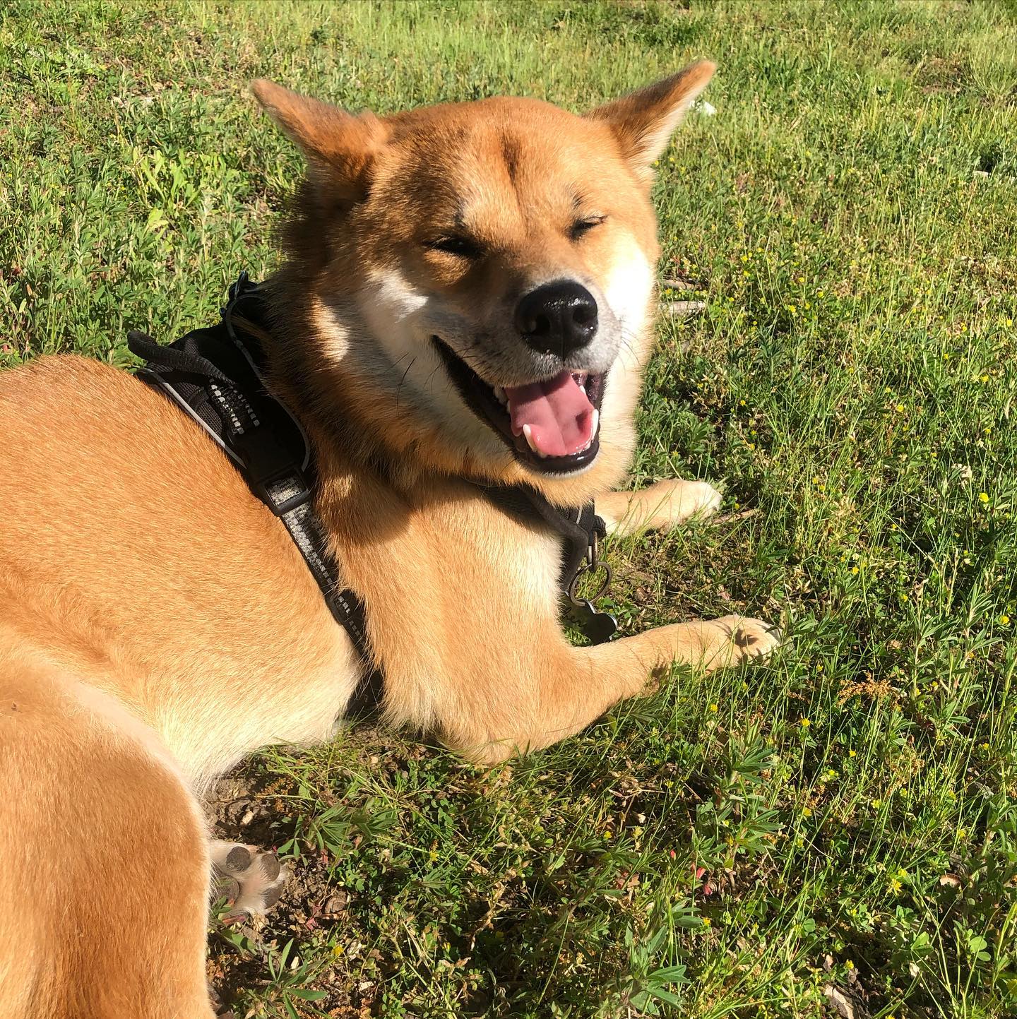 A picture of Sheru, a 5 years 8 months old Other dog.
