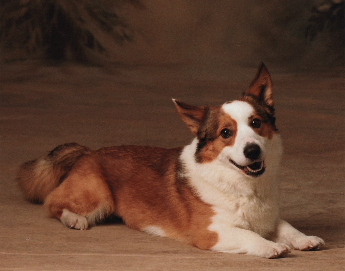 A picture of Kojak, a 4 years 5 months old Other dog.