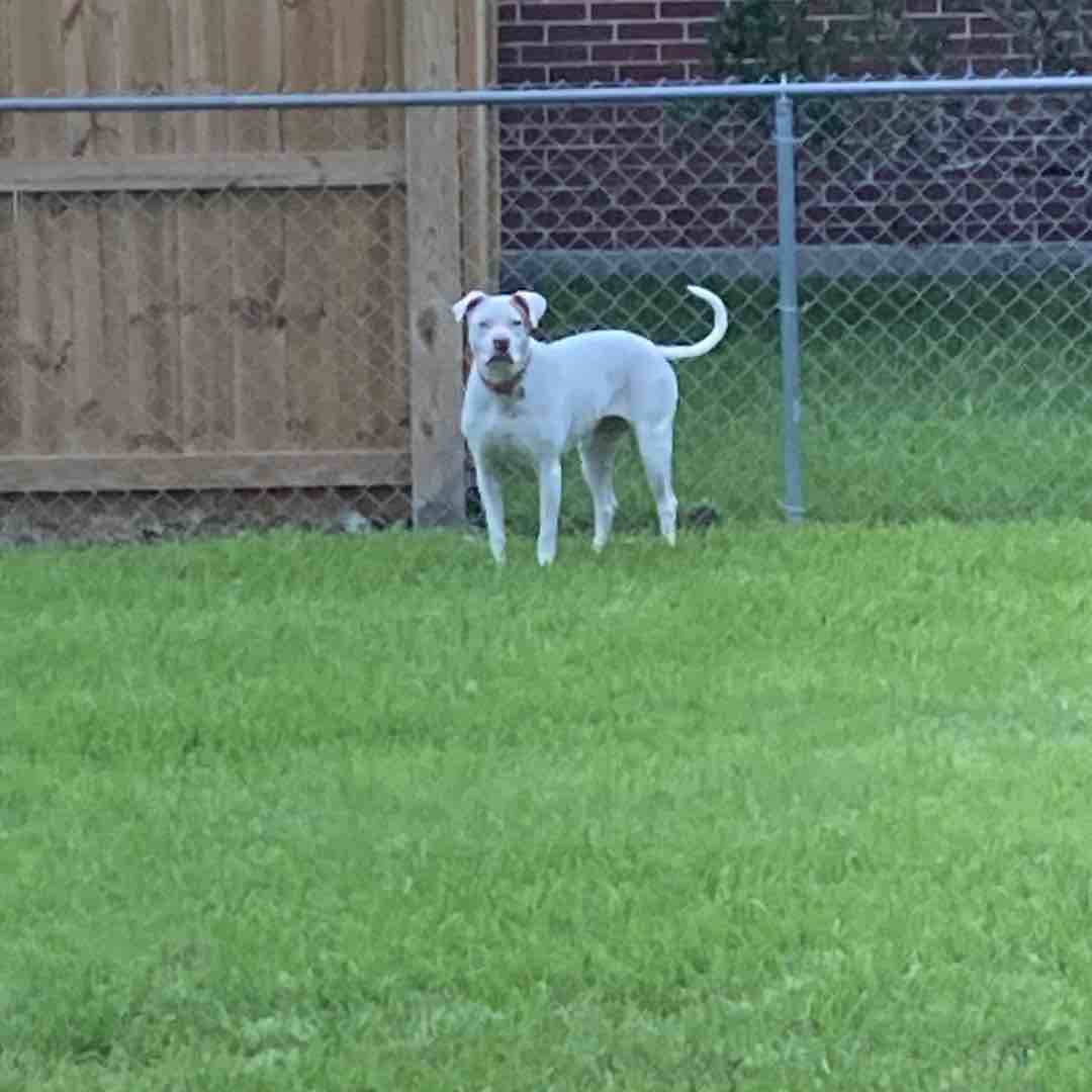 A picture of Sue Que, a 11 years old Other dog.