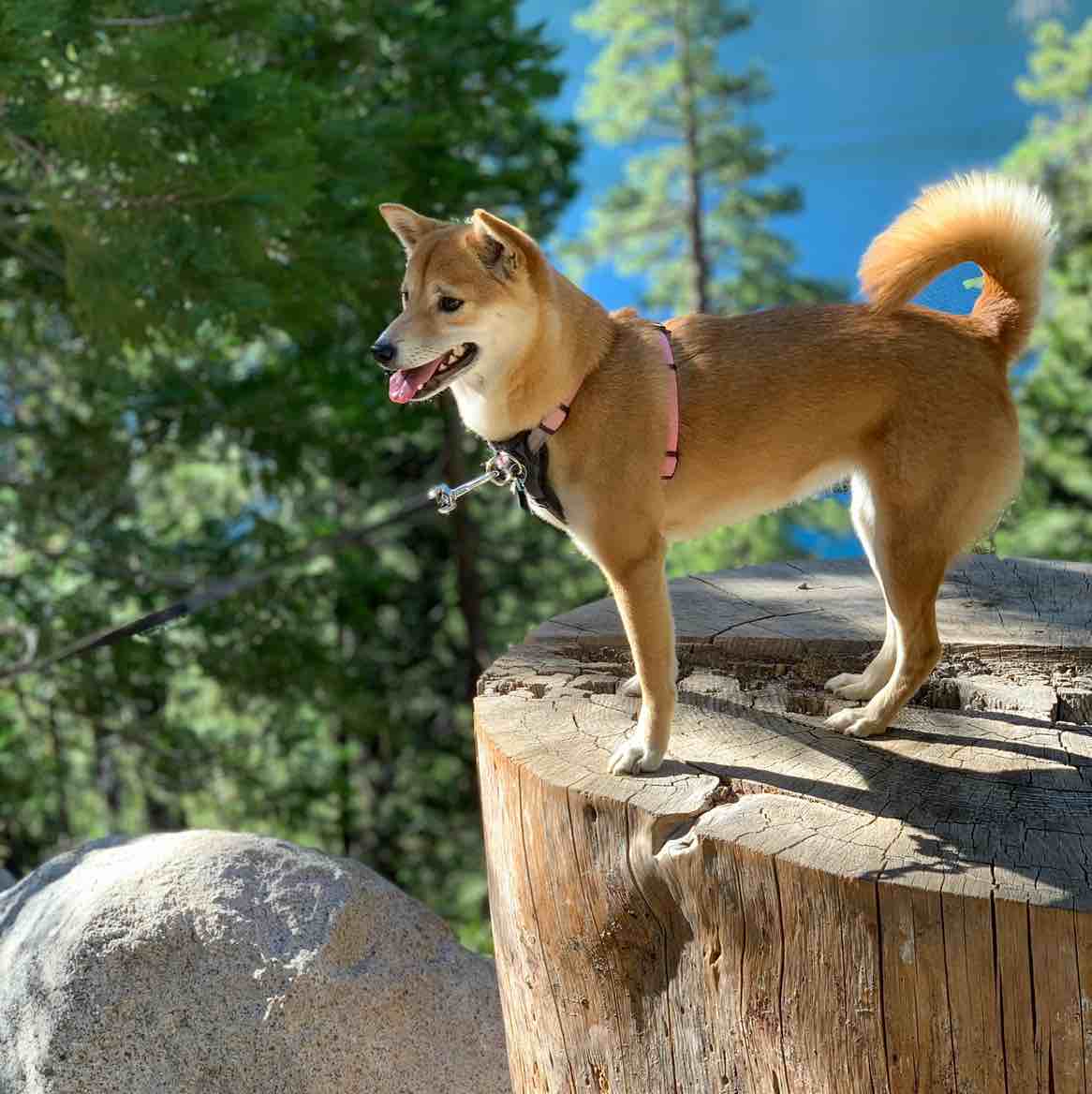 A picture of Akina, a 7 years 8 months old Other dog.