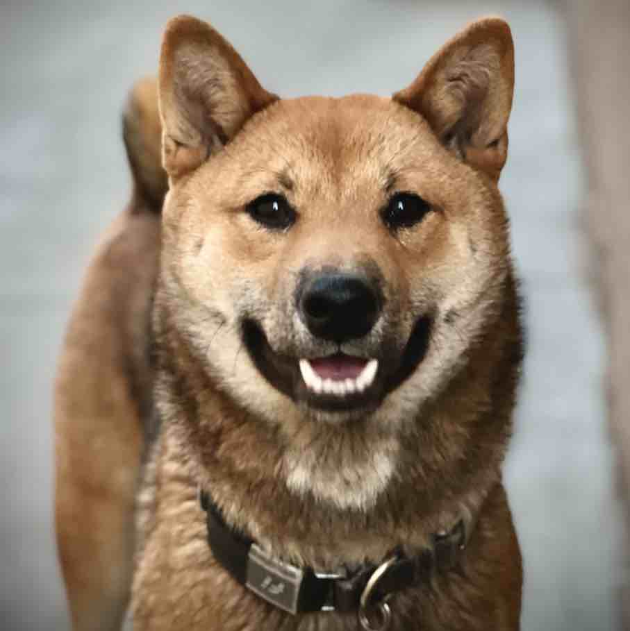 A picture of Ku, a 3 years 9 months old Other dog.