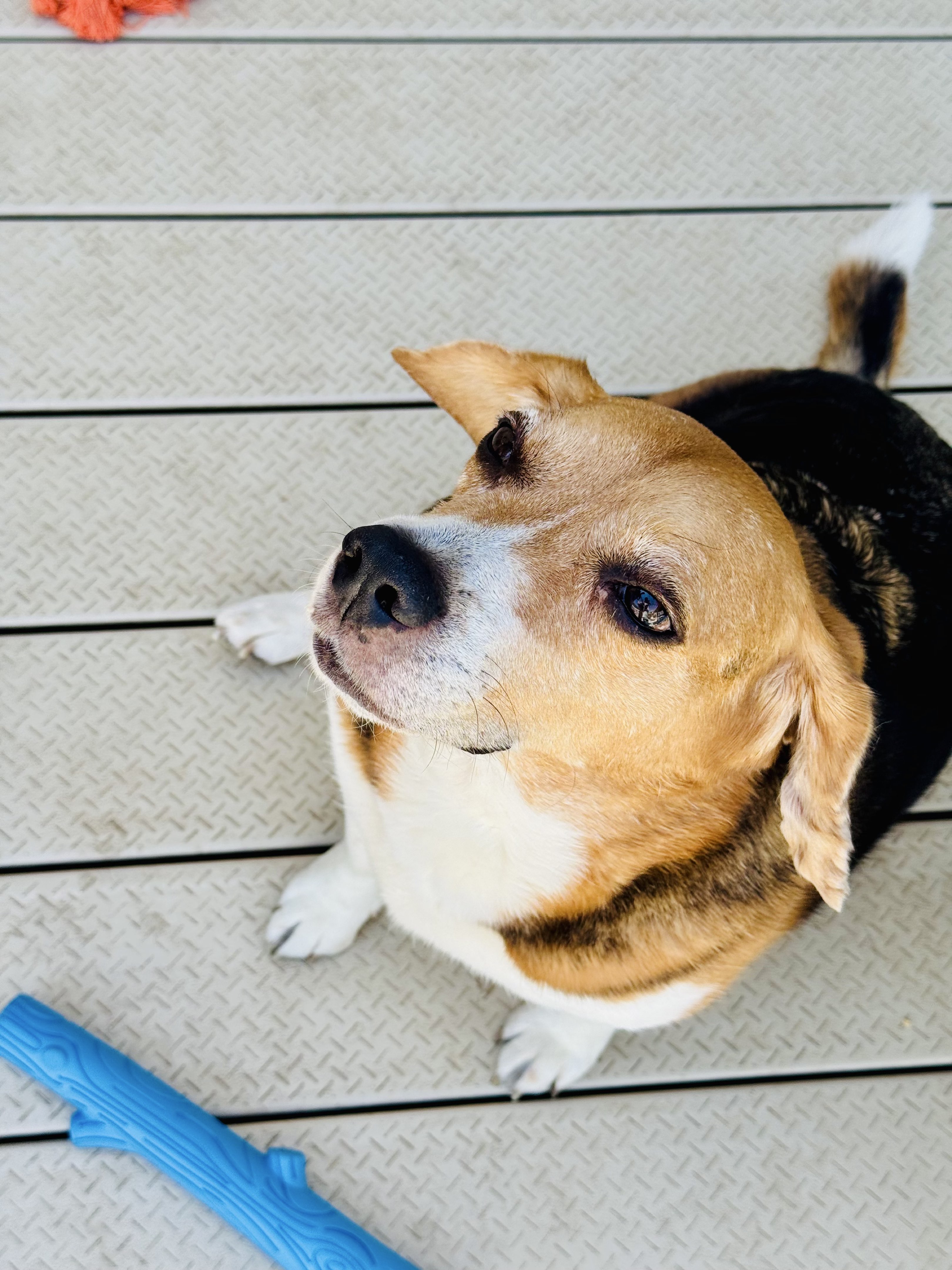 A picture of Chance, a 16 years 6 months old Other dog.