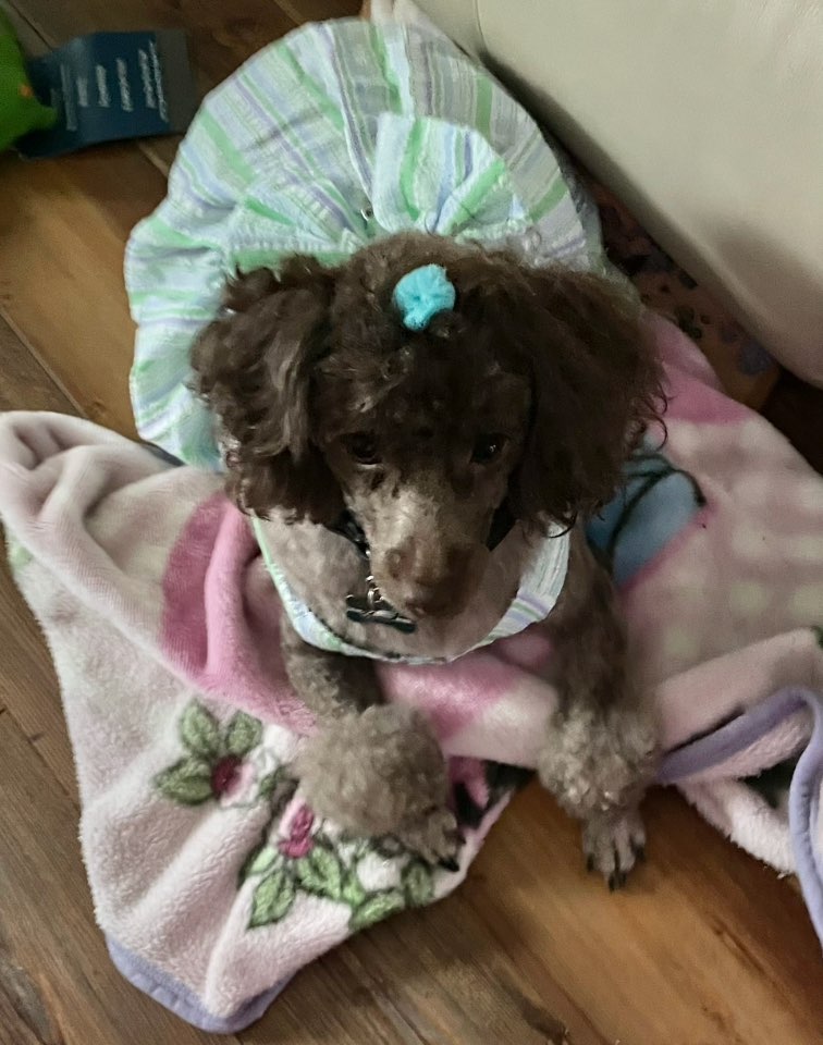 A picture of Coco Chanel, a 3 years 3 months old Other dog.