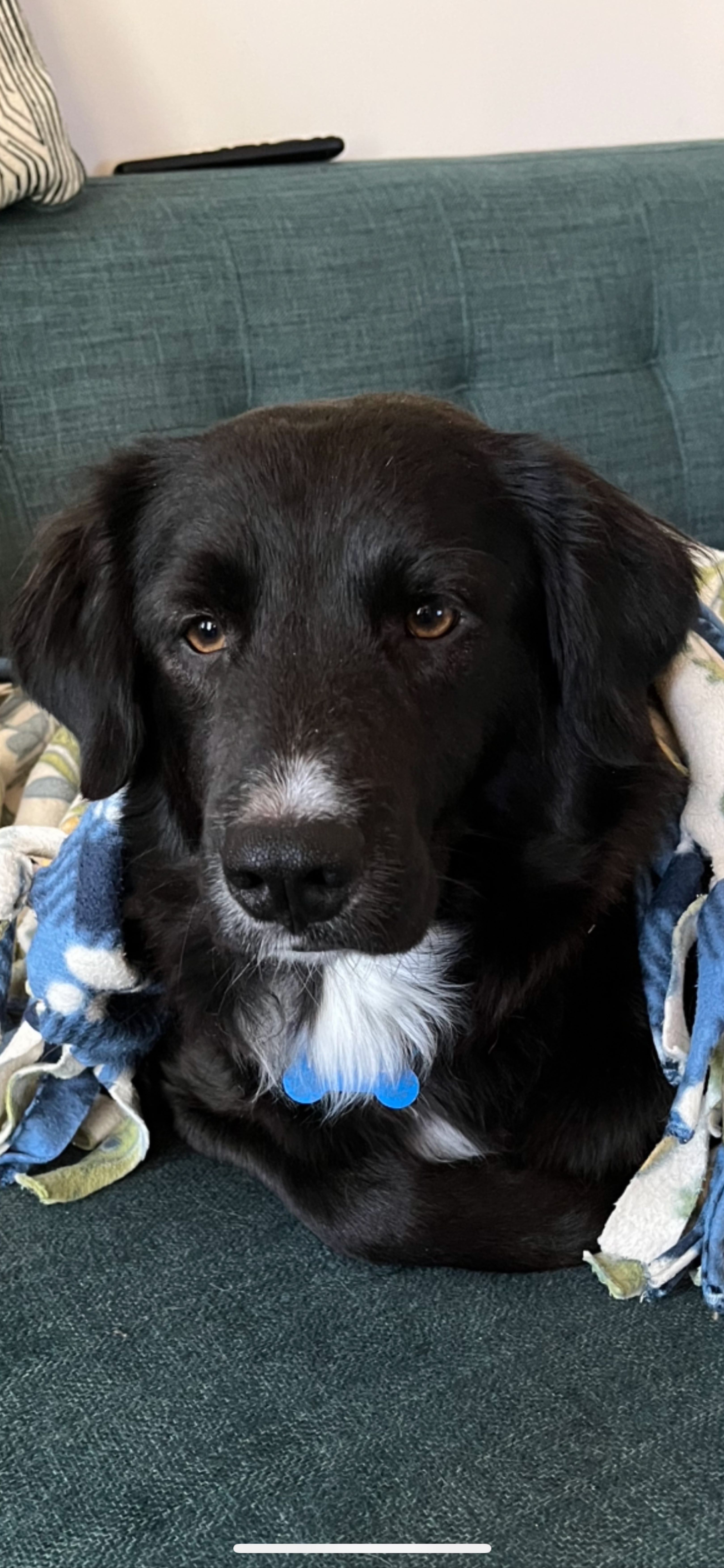 A picture of Kovu, a 2 years 7 months old Other Mix dog.