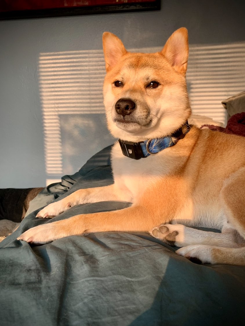 A picture of Hanzo, a 4 years 11 months old Shiba Inu dog.